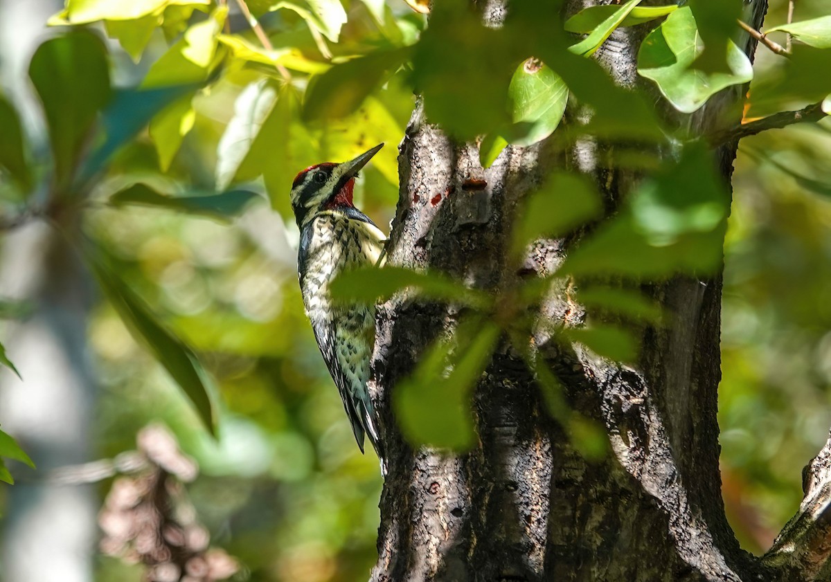 シルスイキツツキ - ML644599640