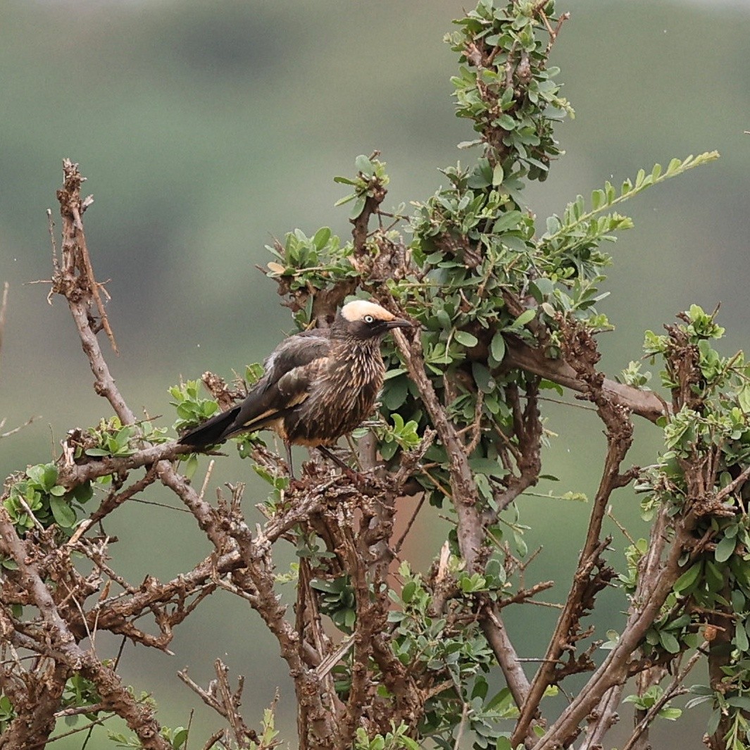 hvitkronestær - ML644599641