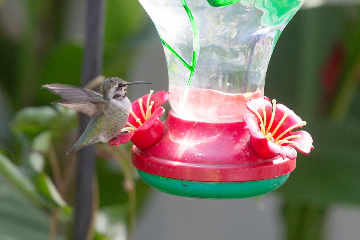 Фиалковый калипсо - ML644599663