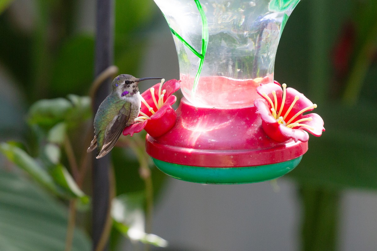 Фиалковый калипсо - ML644599664