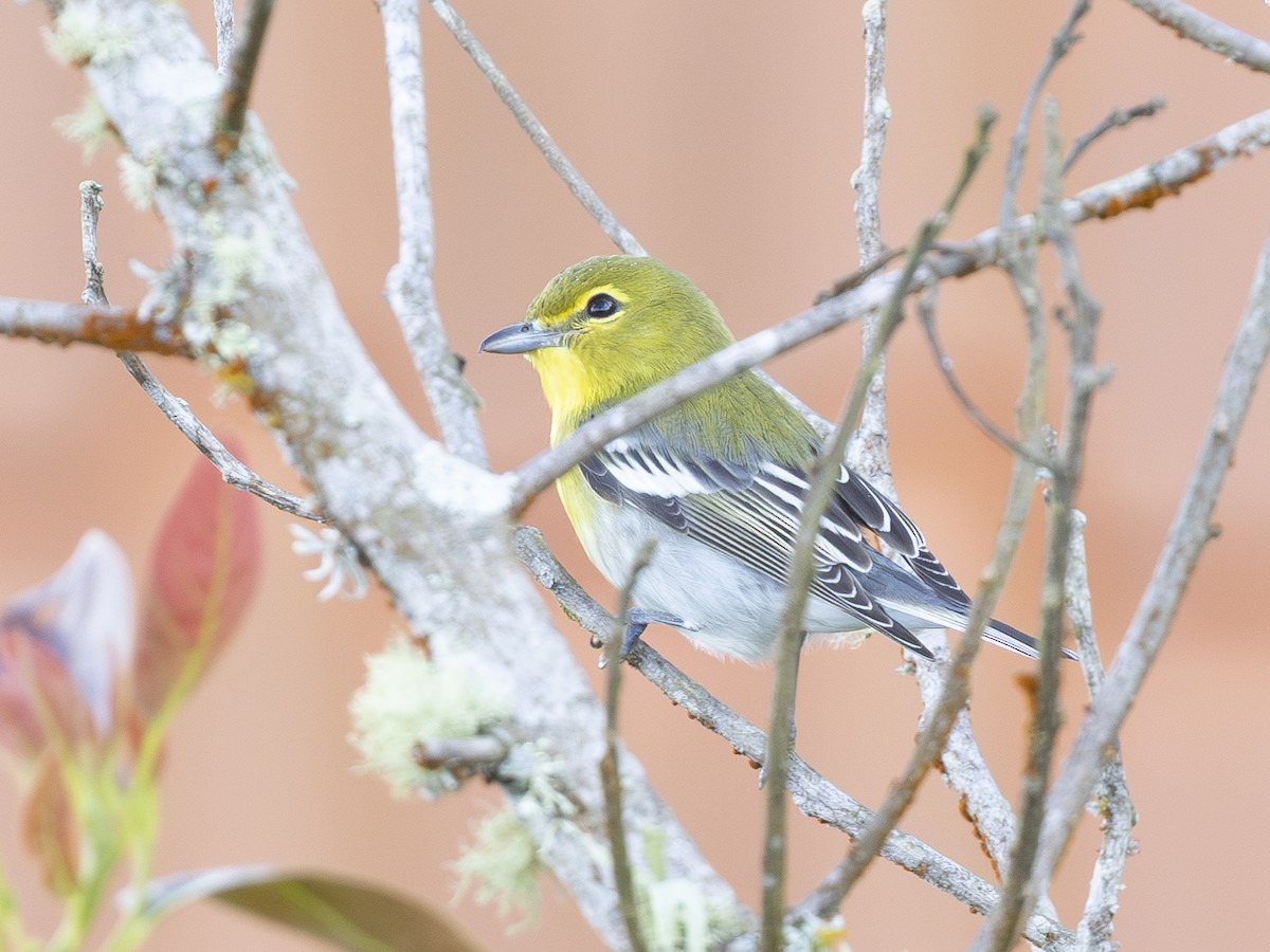 Yellow-throated Vireo - ML644599666