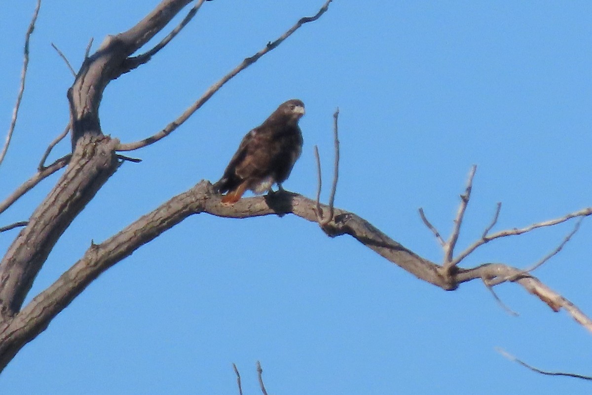 rødstjertvåk (harlani) - ML644599667