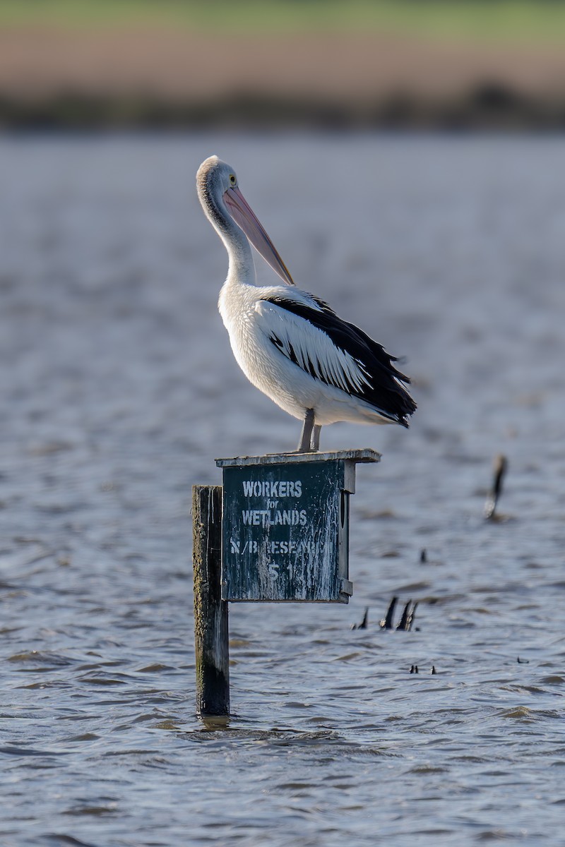 Australian Pelican - ML644599670