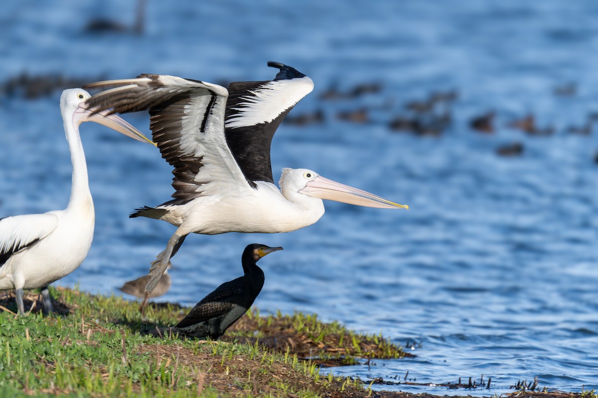 Australian Pelican - ML644599671
