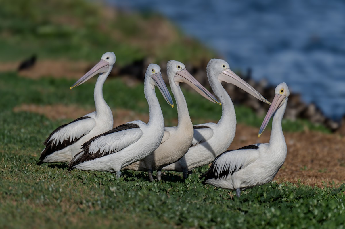 Australian Pelican - ML644599673