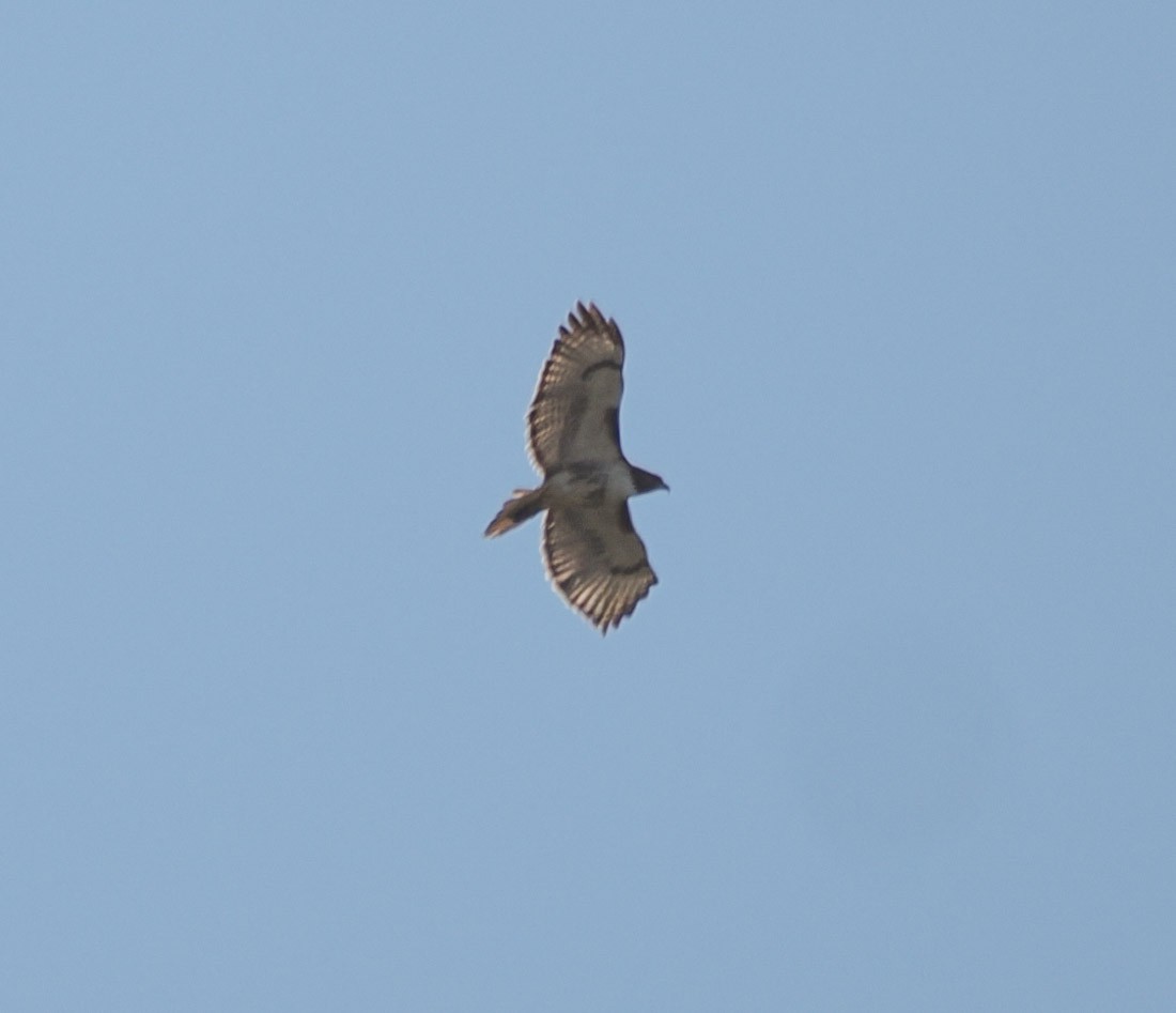 Kızıl Kuyruklu Şahin - ML644599677