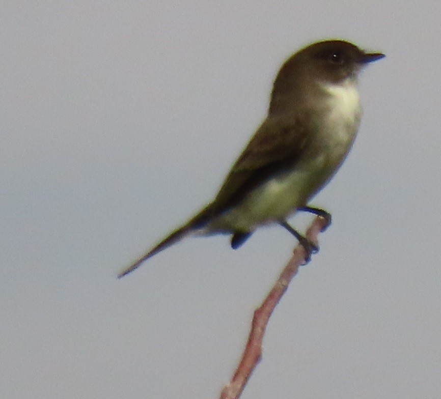 Eastern Phoebe - ML644599678