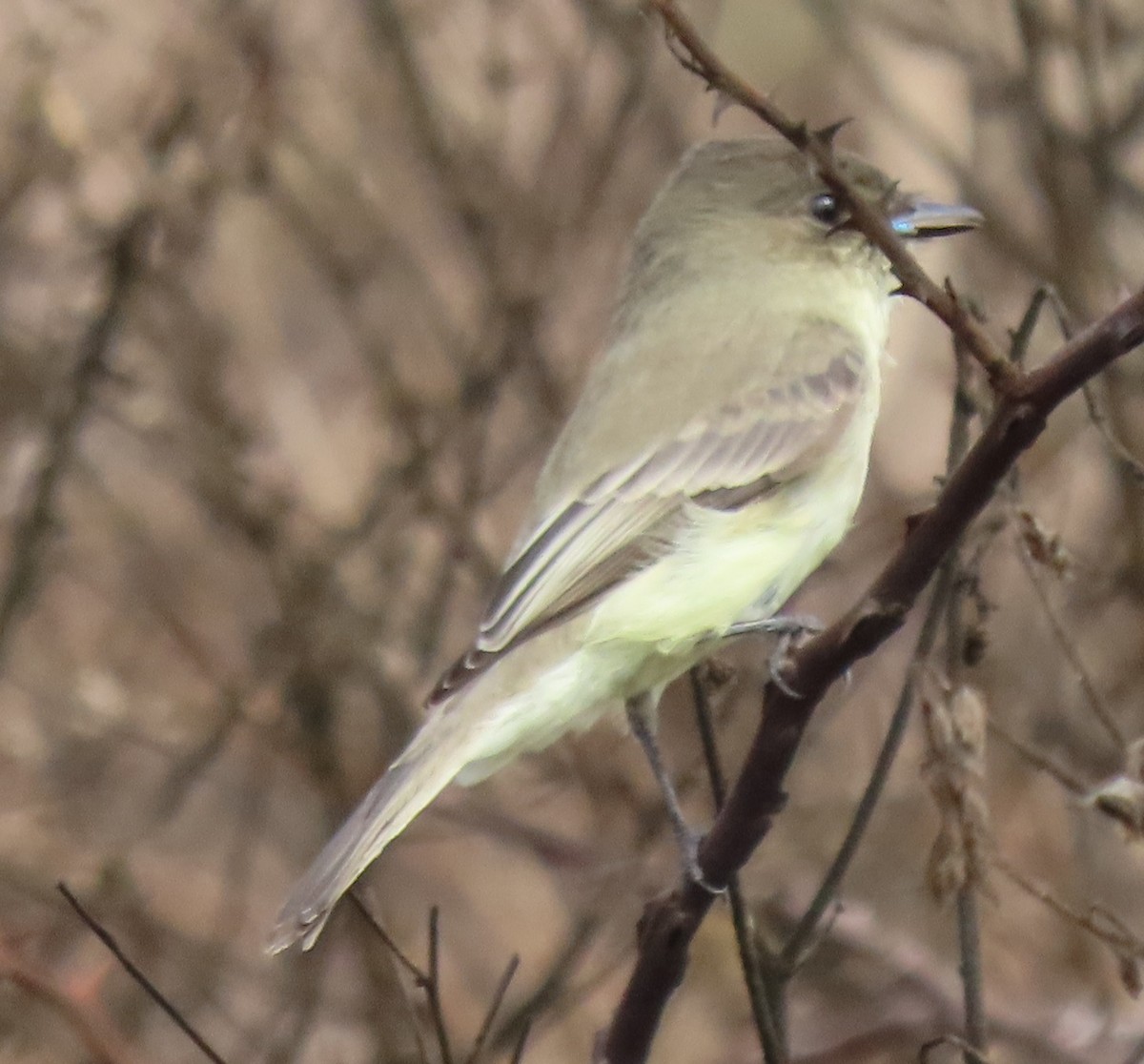 Eastern Phoebe - ML644599679
