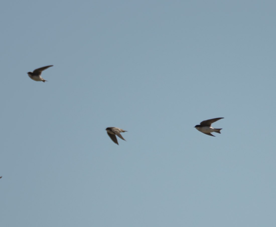 Ağaç Kırlangıcı - ML644599683