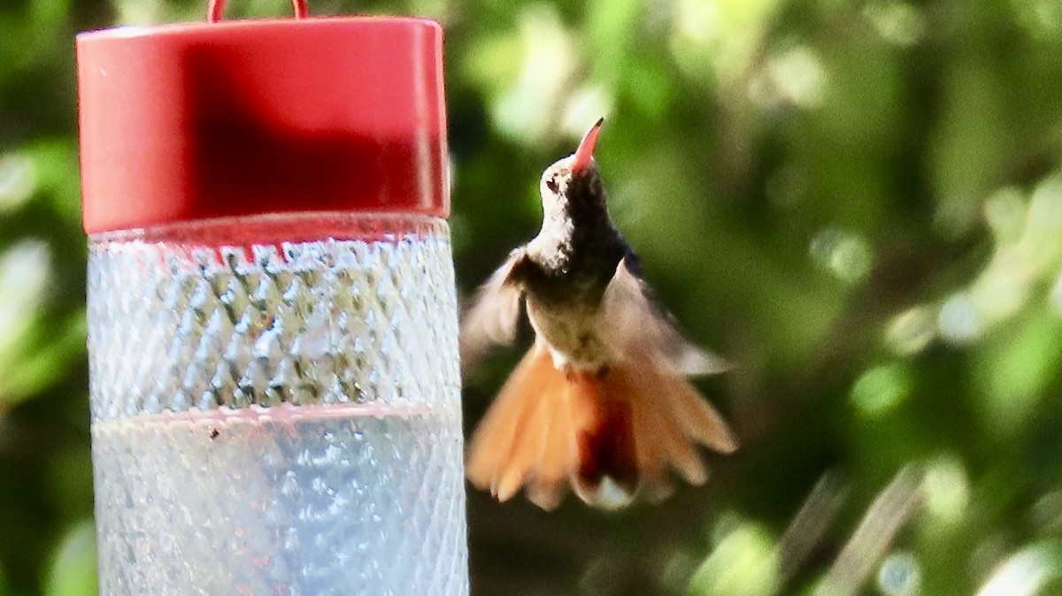 アカハシエメラルドハチドリ - ML644599694