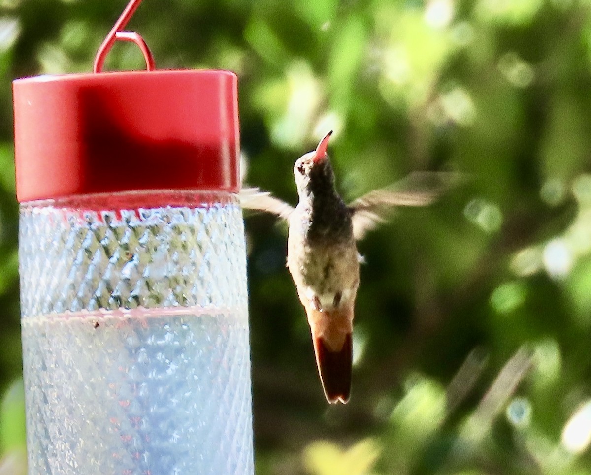 アカハシエメラルドハチドリ - ML644599695