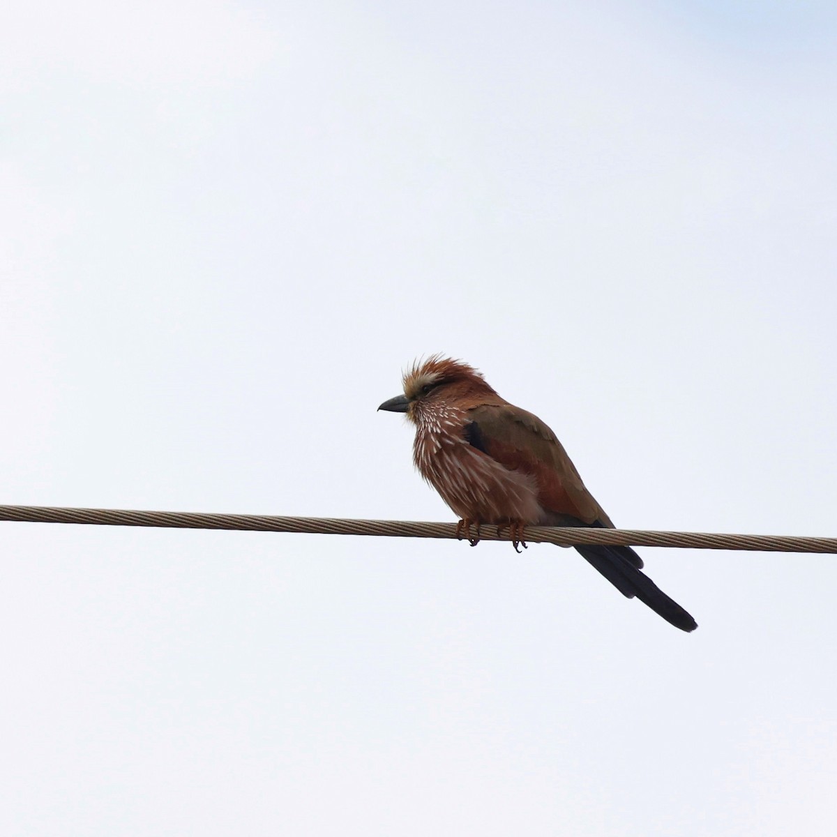 チャガシラニシブッポウソウ - ML644599699