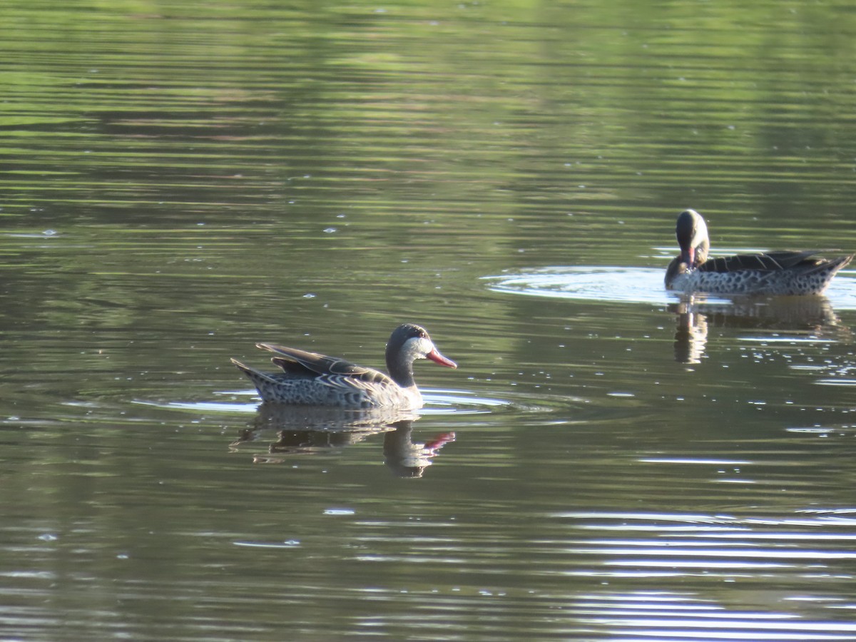 שרשיר אדום-מקור - ML644599700