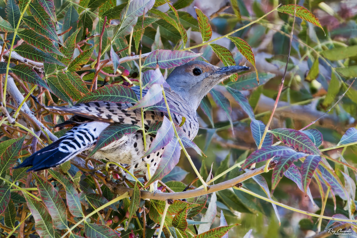 Northern Flicker - ML644599702