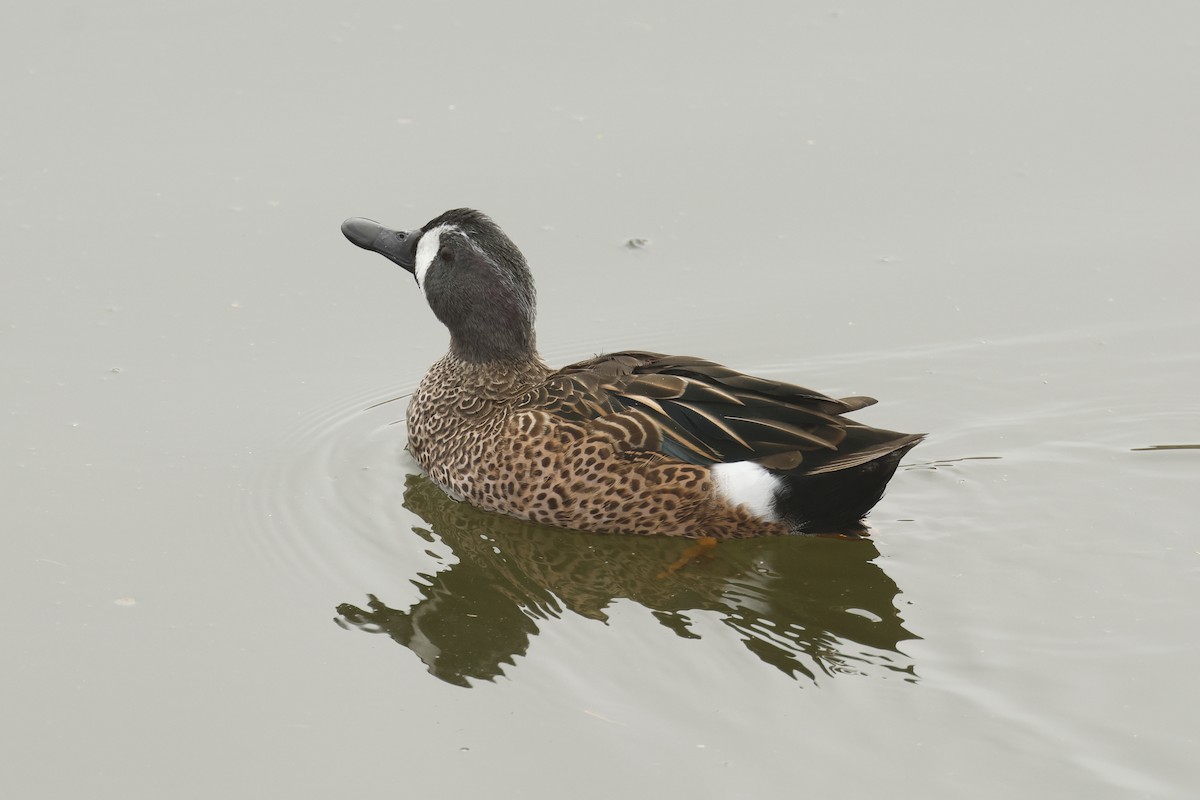 ミカヅキシマアジ - ML644599708