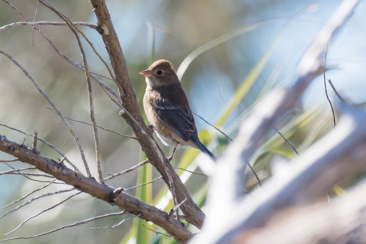 indigospurv - ML644599713