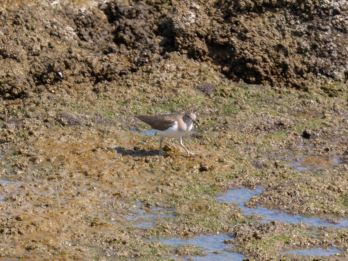 Common Sandpiper - ML644599732