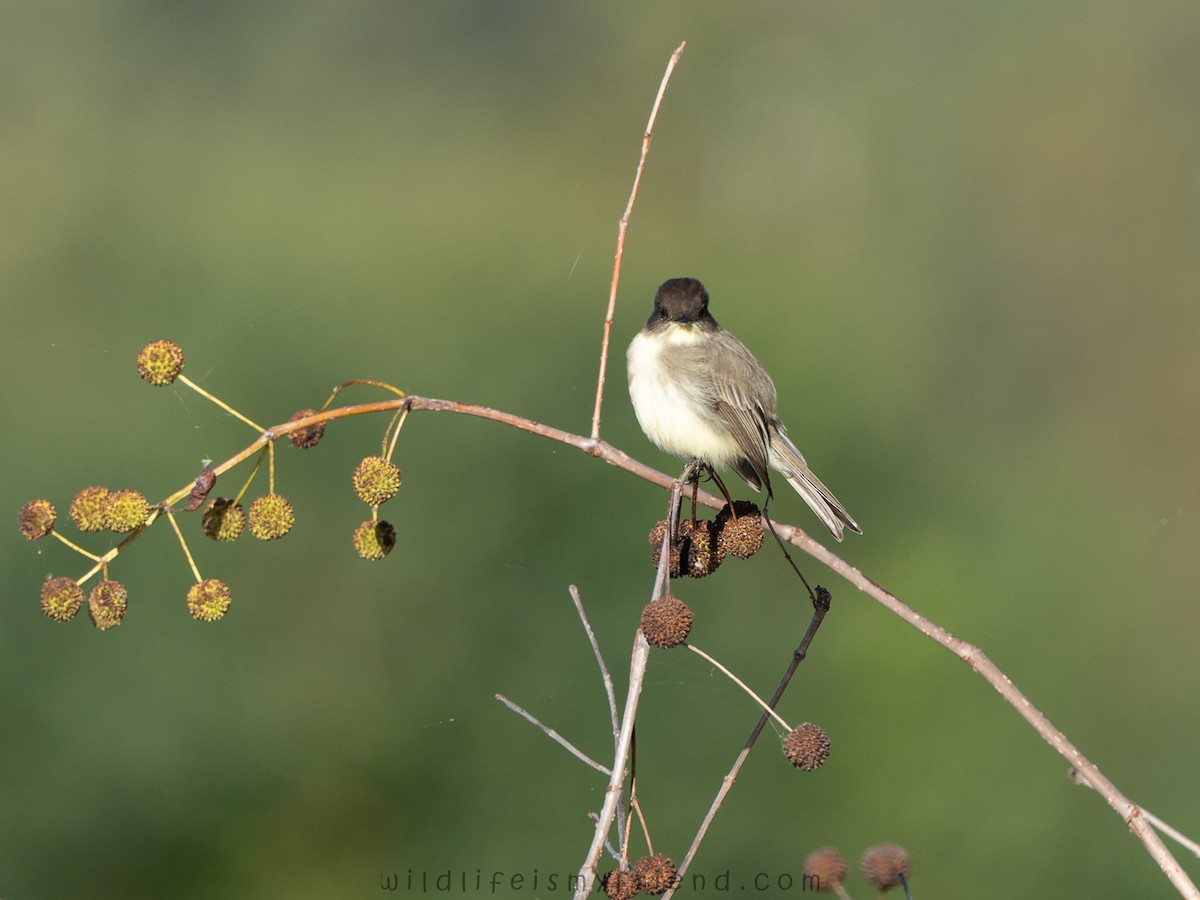 Eastern Phoebe - ML644599739