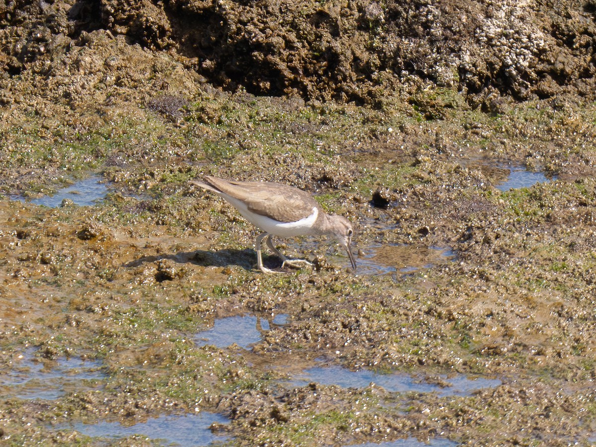 Common Sandpiper - ML644599741