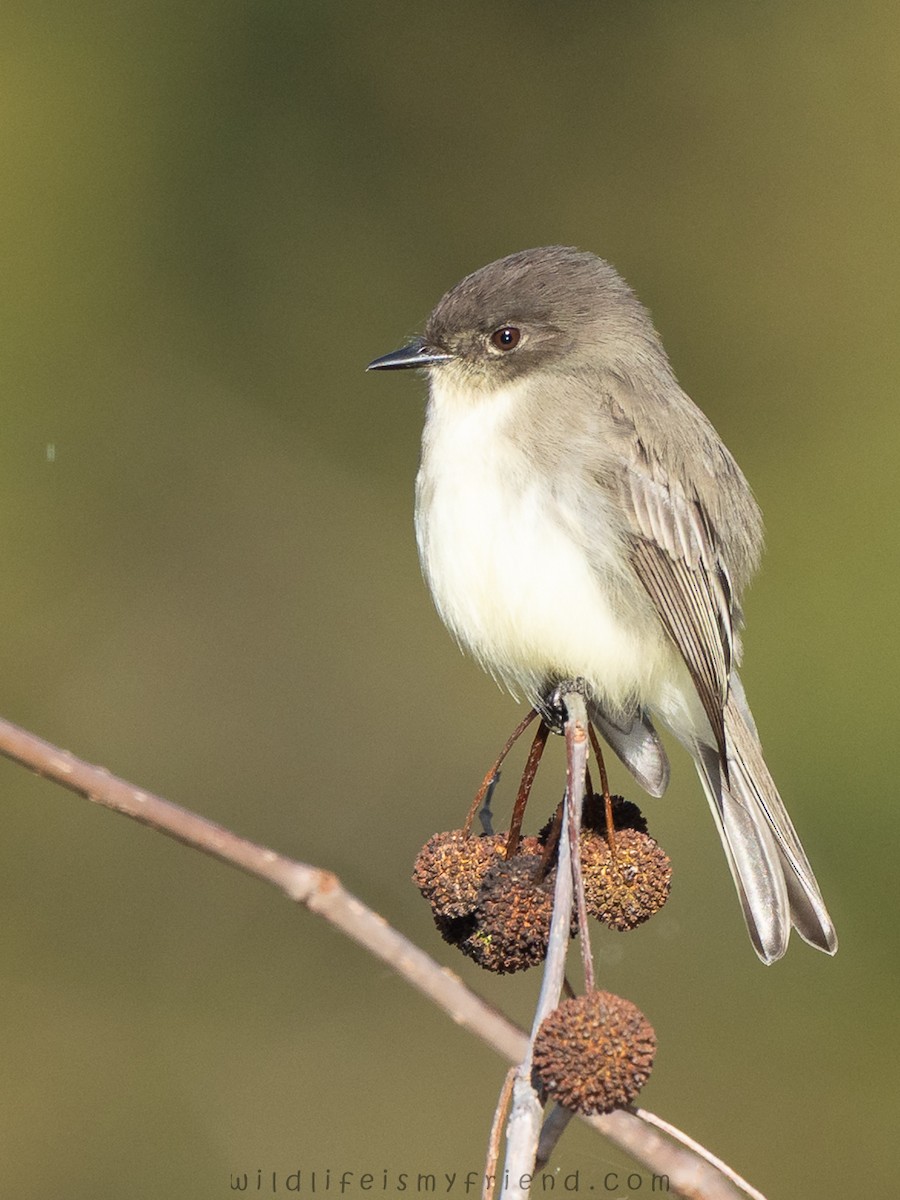 Eastern Phoebe - ML644599745