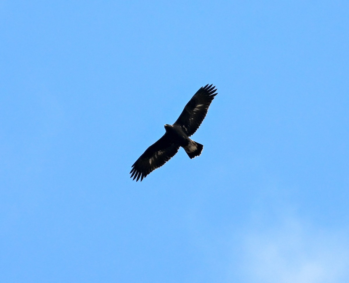 kongeørn - ML644599751