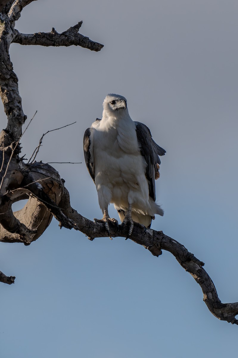 Oriyental Deniz Kartalı - ML644599763
