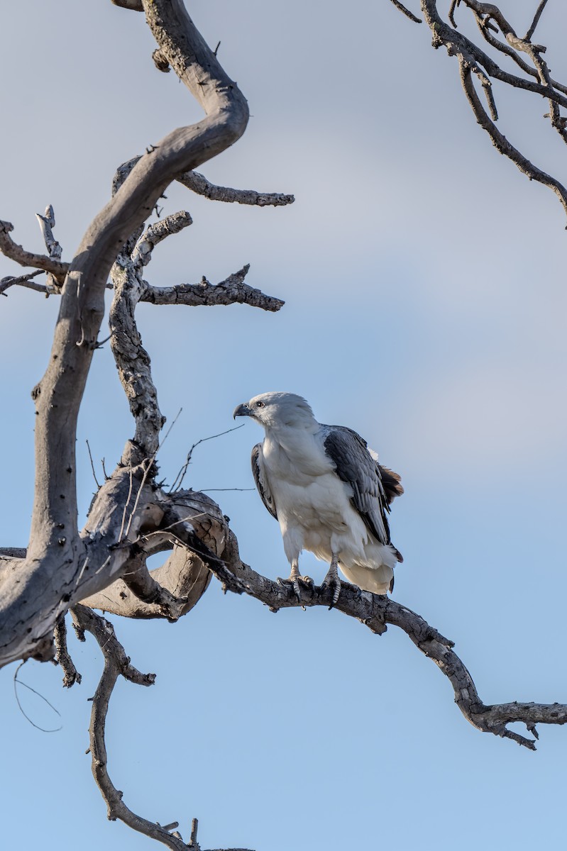 Oriyental Deniz Kartalı - ML644599764