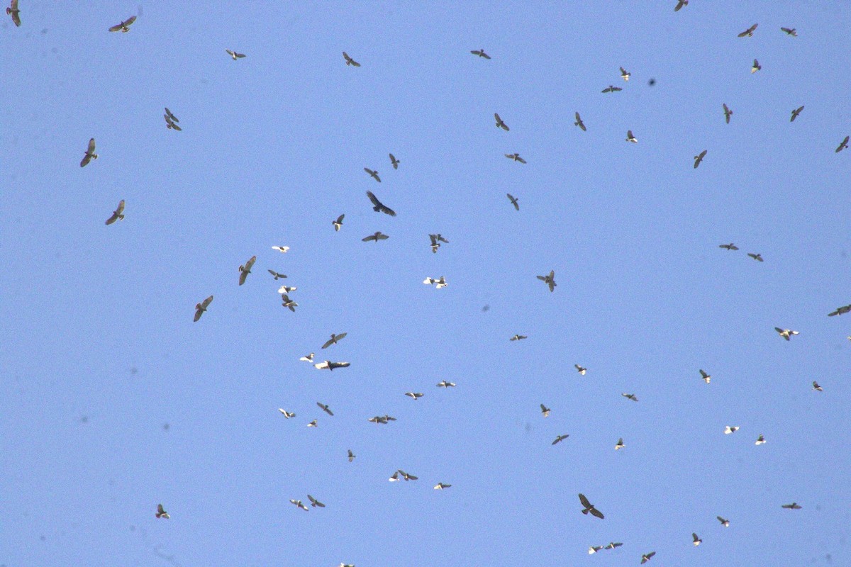 káně širokokřídlá - ML644599765