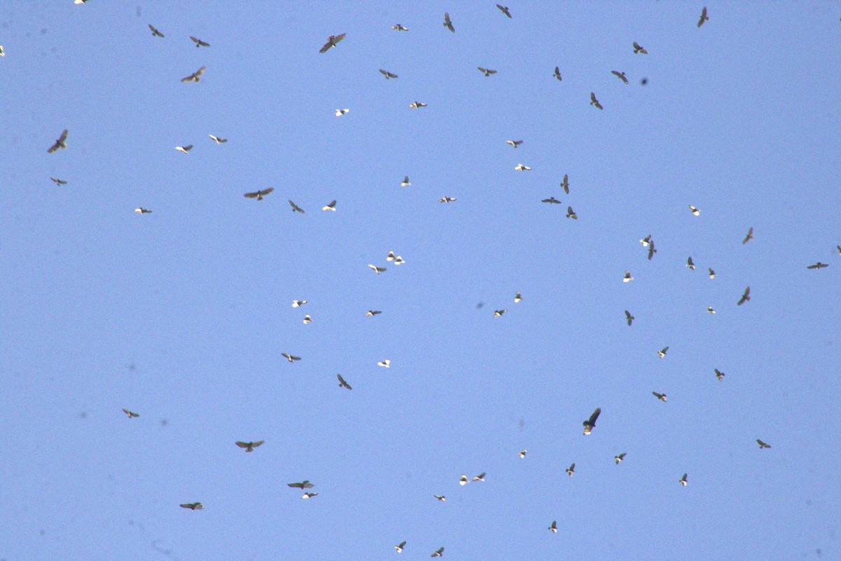 káně širokokřídlá - ML644599766