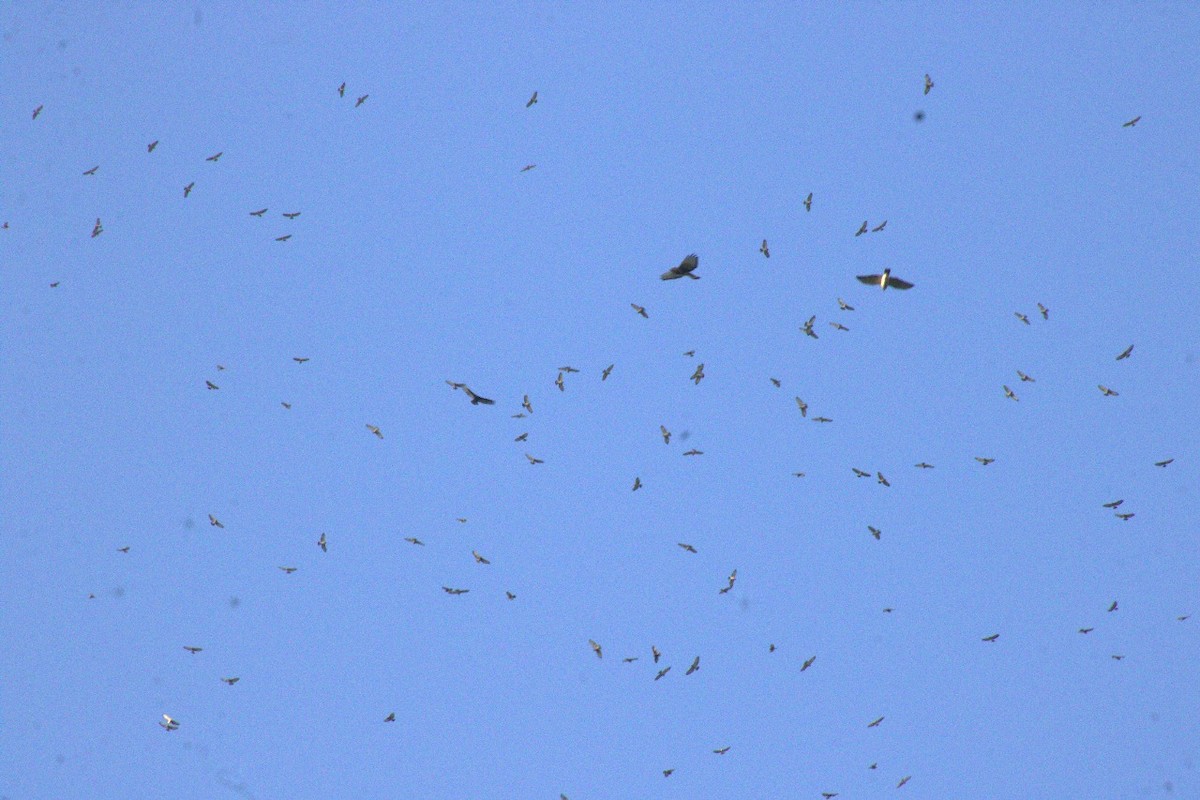 káně širokokřídlá - ML644599767