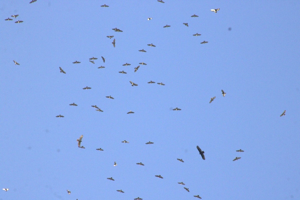 káně širokokřídlá - ML644599768