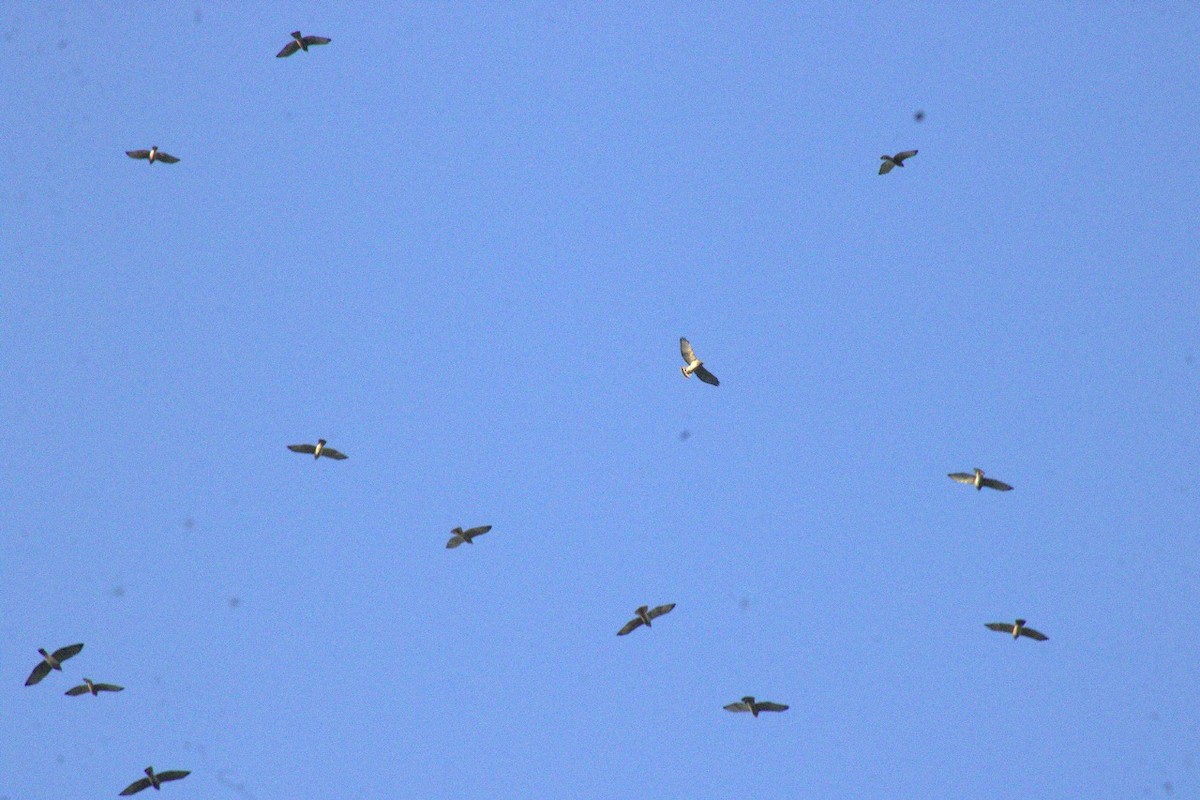 káně širokokřídlá - ML644599769