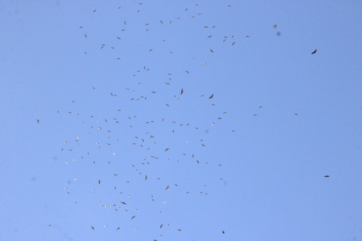 káně širokokřídlá - ML644599770