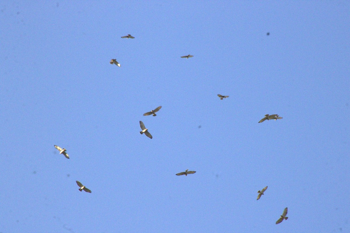 káně širokokřídlá - ML644599771