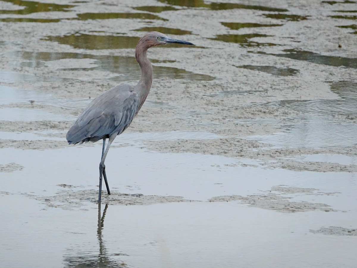 Reddish Egret - ML644599774