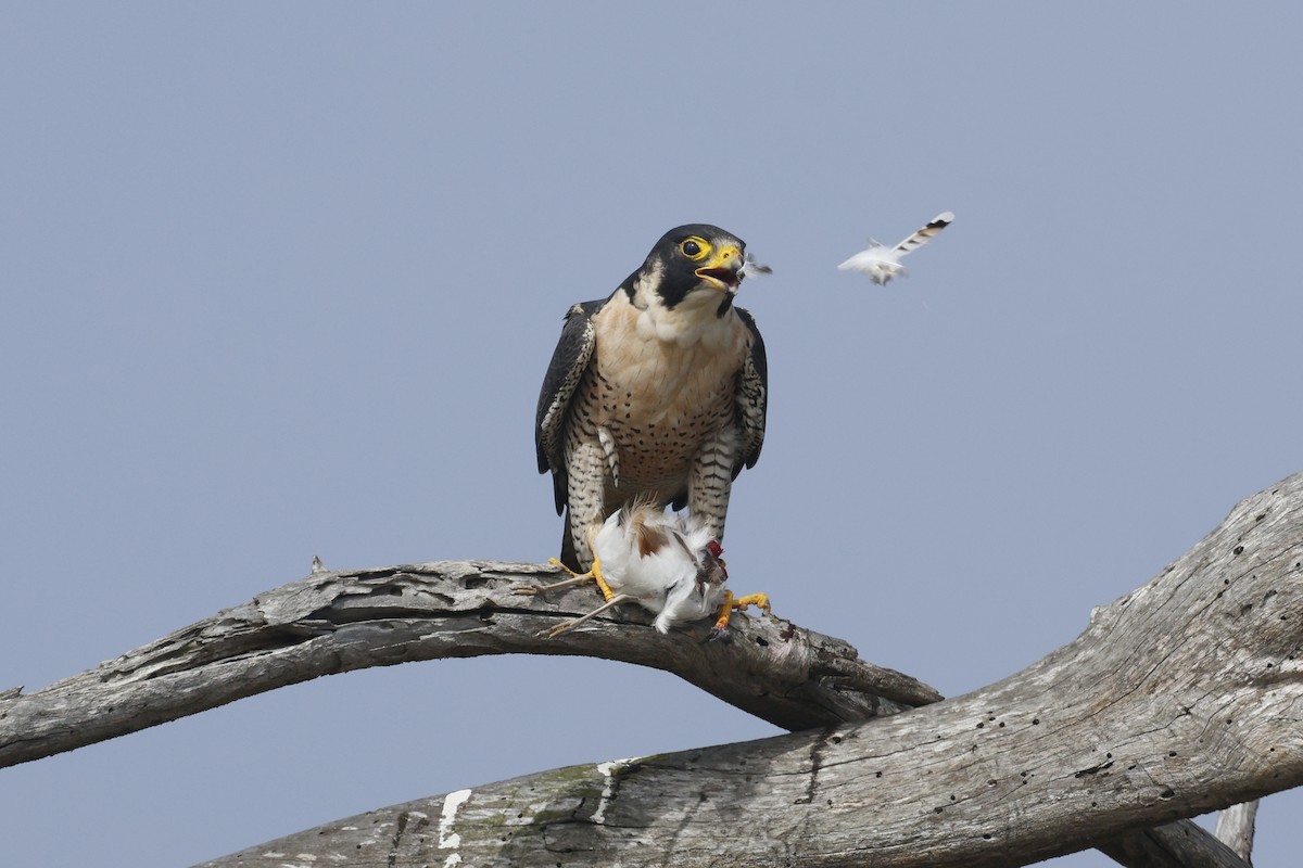 Peregrine Falcon - ML644599779