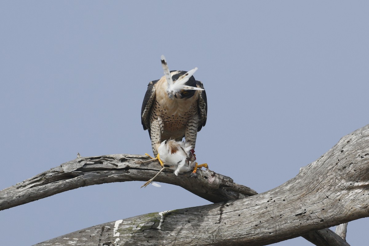 Peregrine Falcon - ML644599780