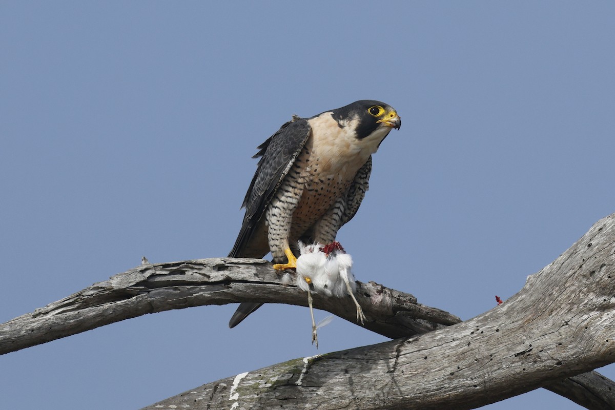 Peregrine Falcon - ML644599781