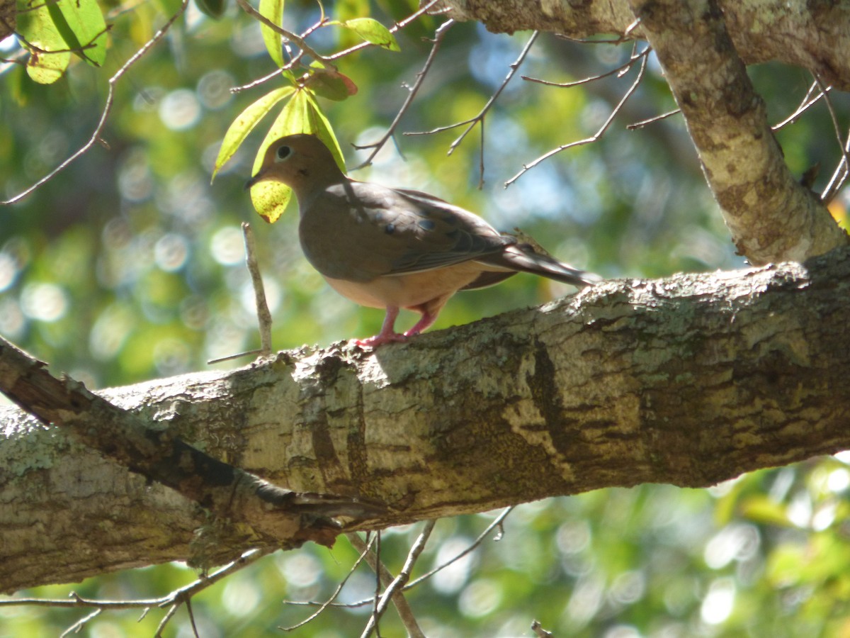 ナゲキバト - ML644599791