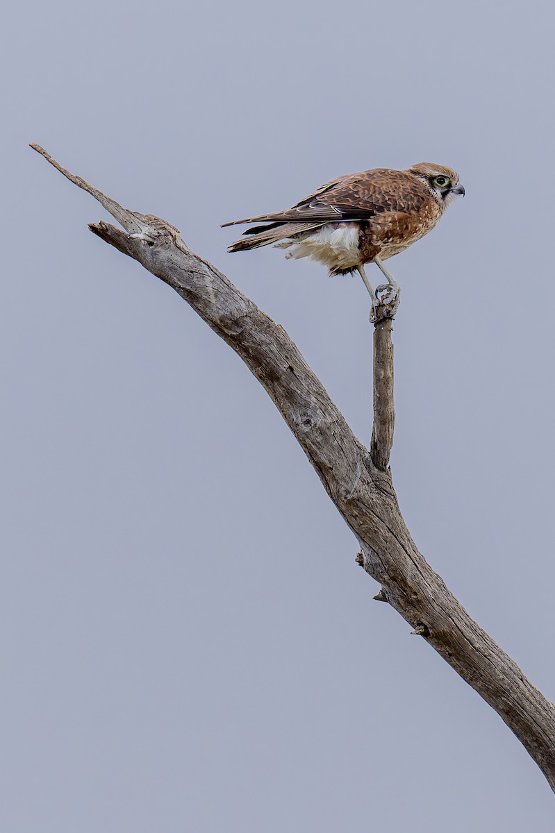 Brown Falcon - ML644599794