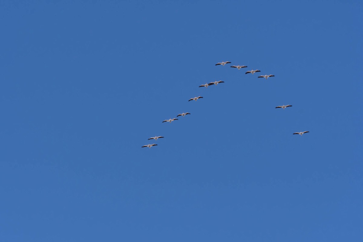 American White Pelican - ML644599826
