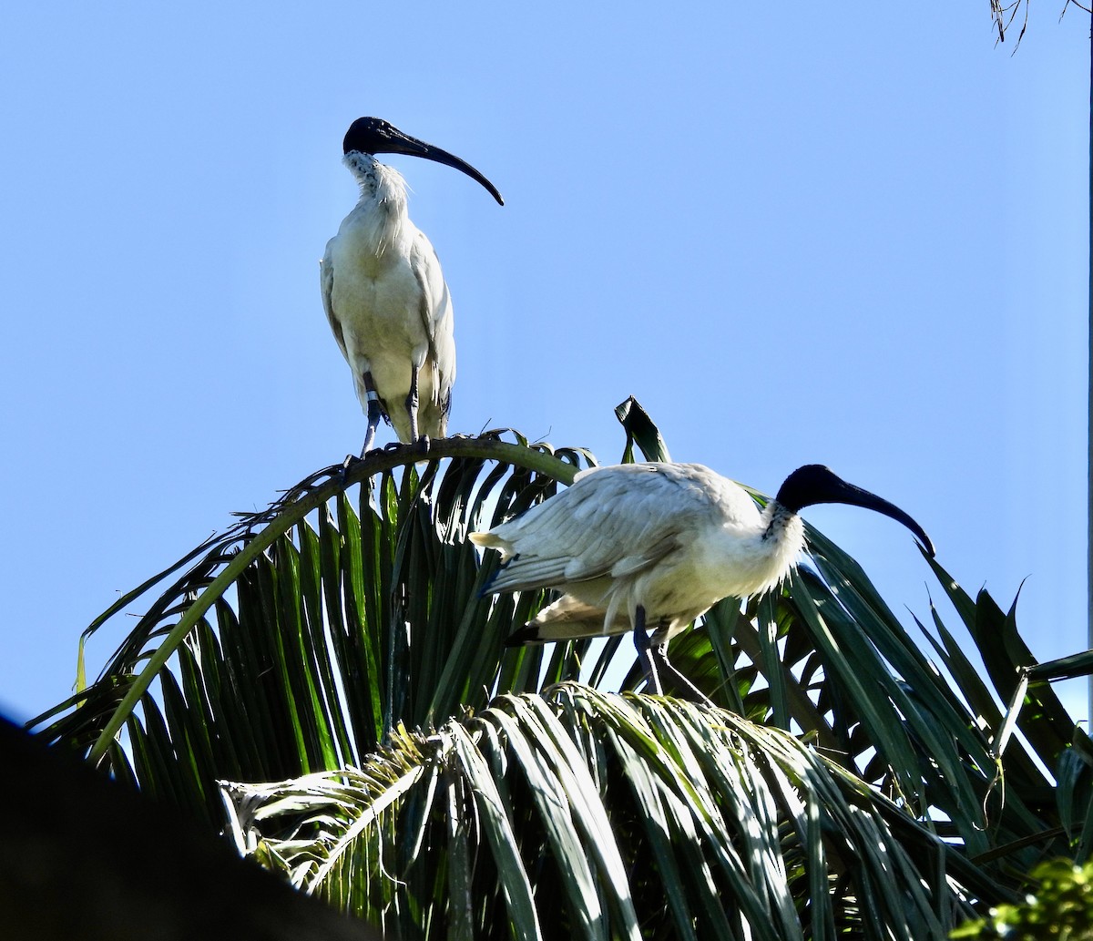 Australian Ibis - ML644599831