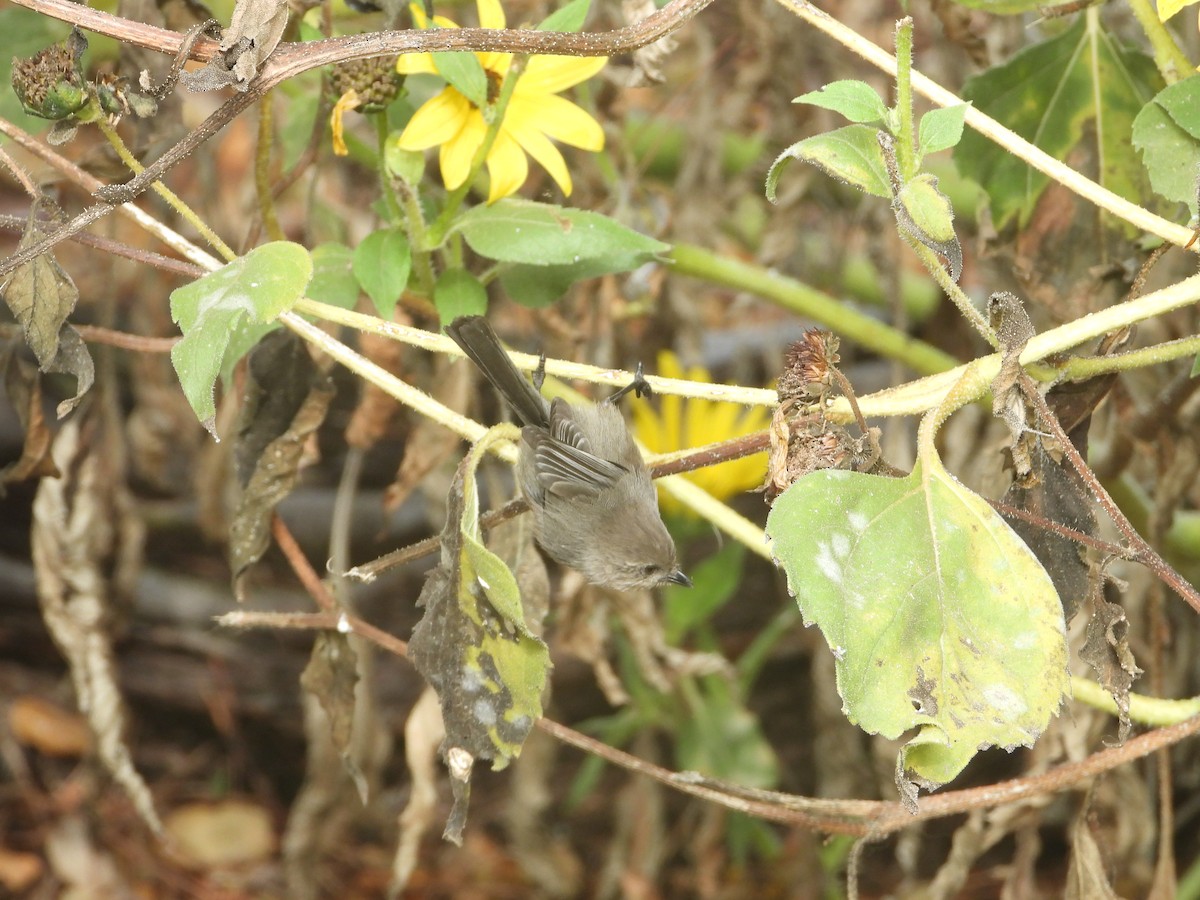 krattmeis - ML644599837