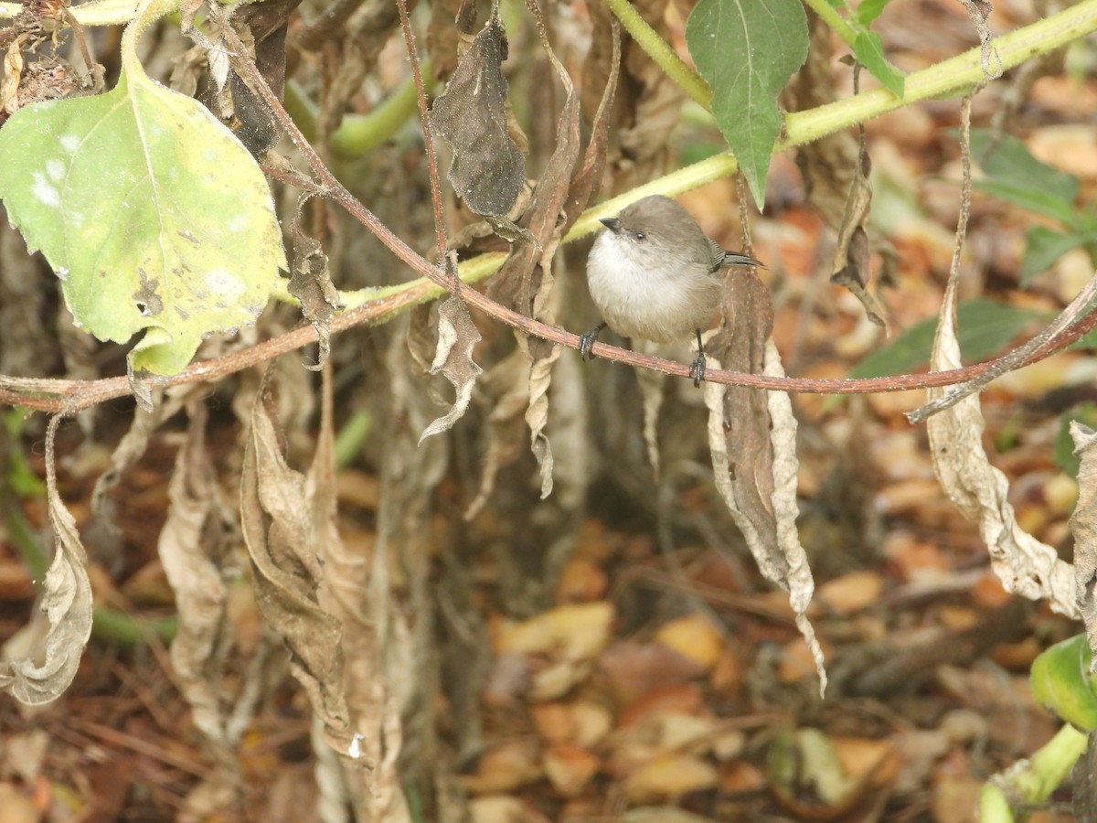 krattmeis - ML644599838