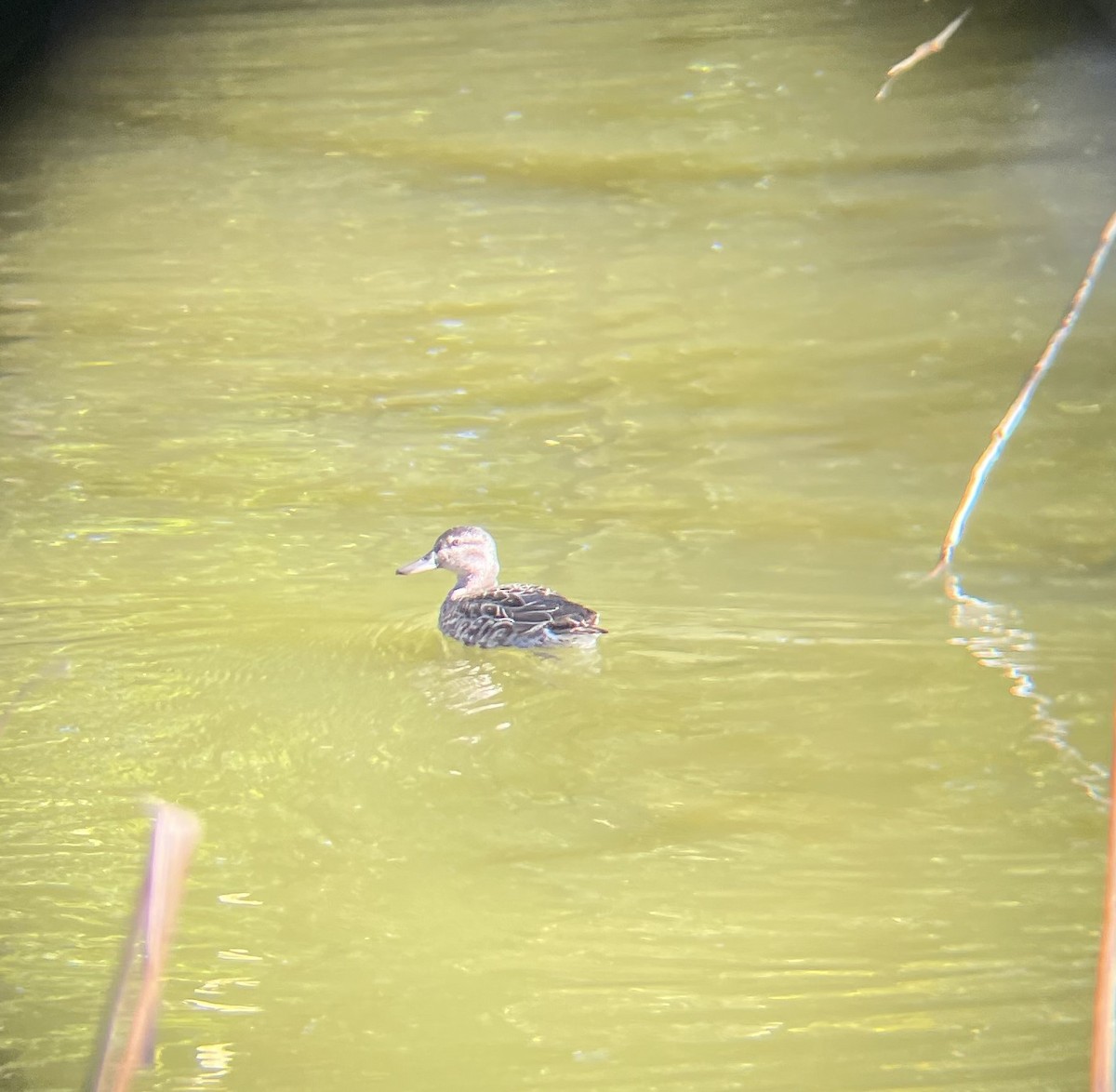 Green-winged Teal - ML644599841