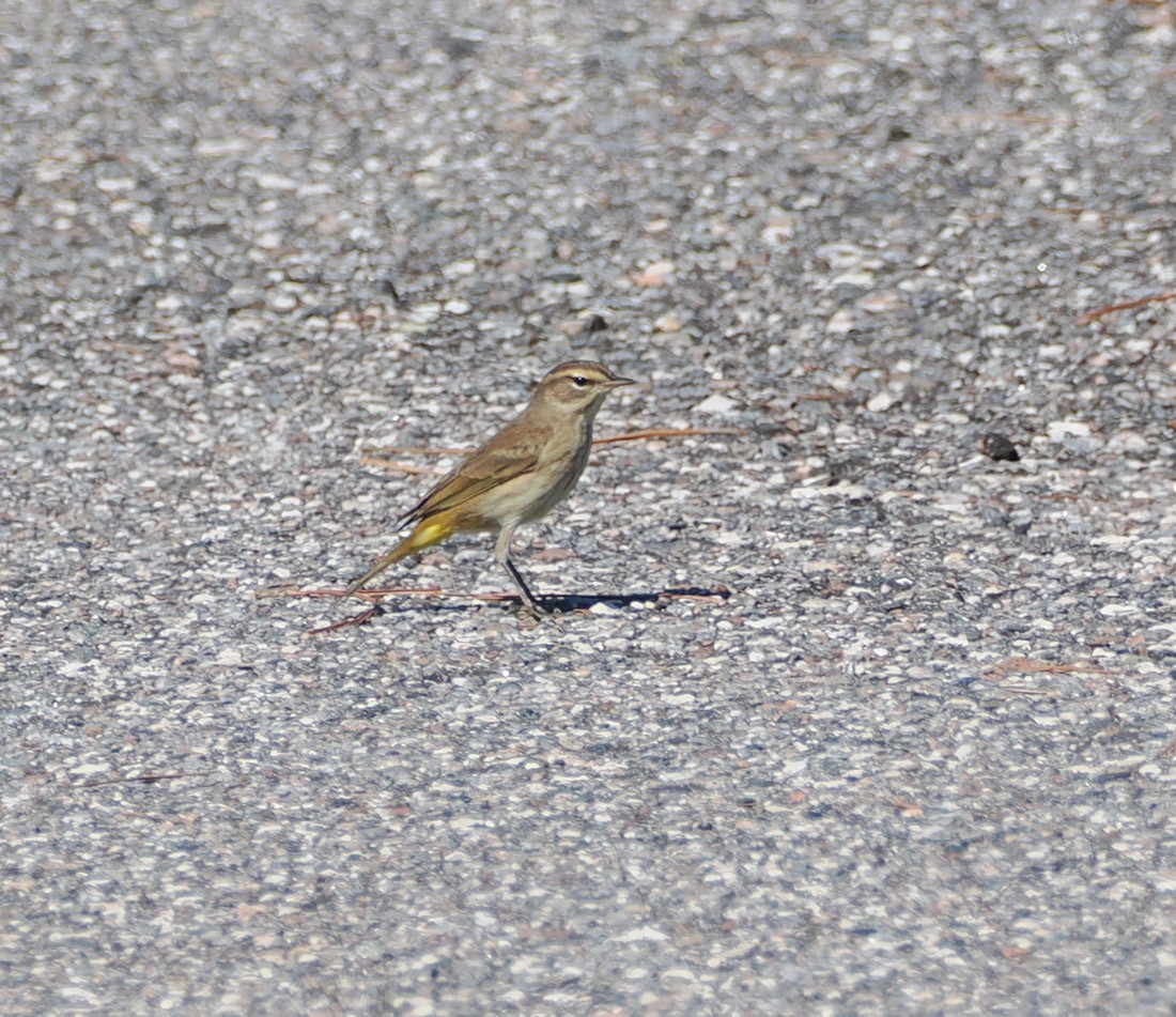 Palmiye Ötleğeni - ML644599842