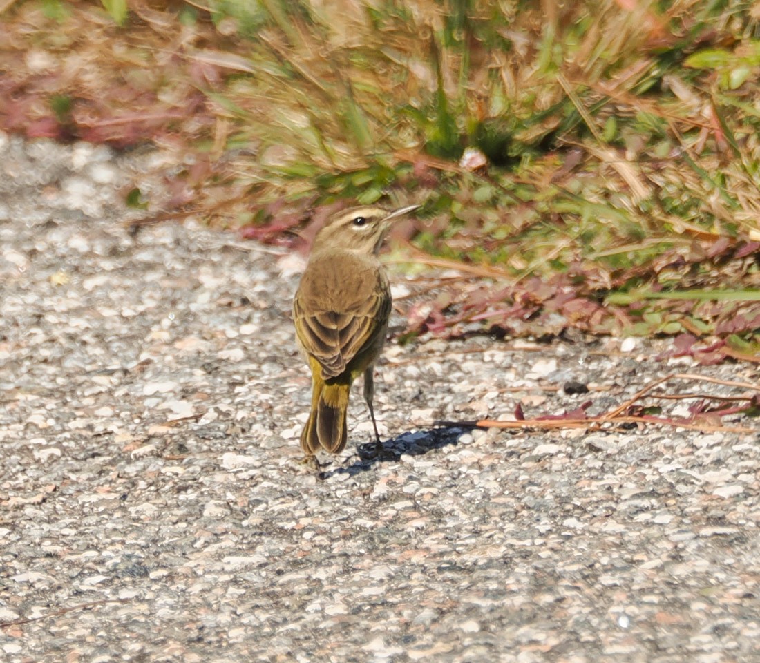 Palmiye Ötleğeni - ML644599844