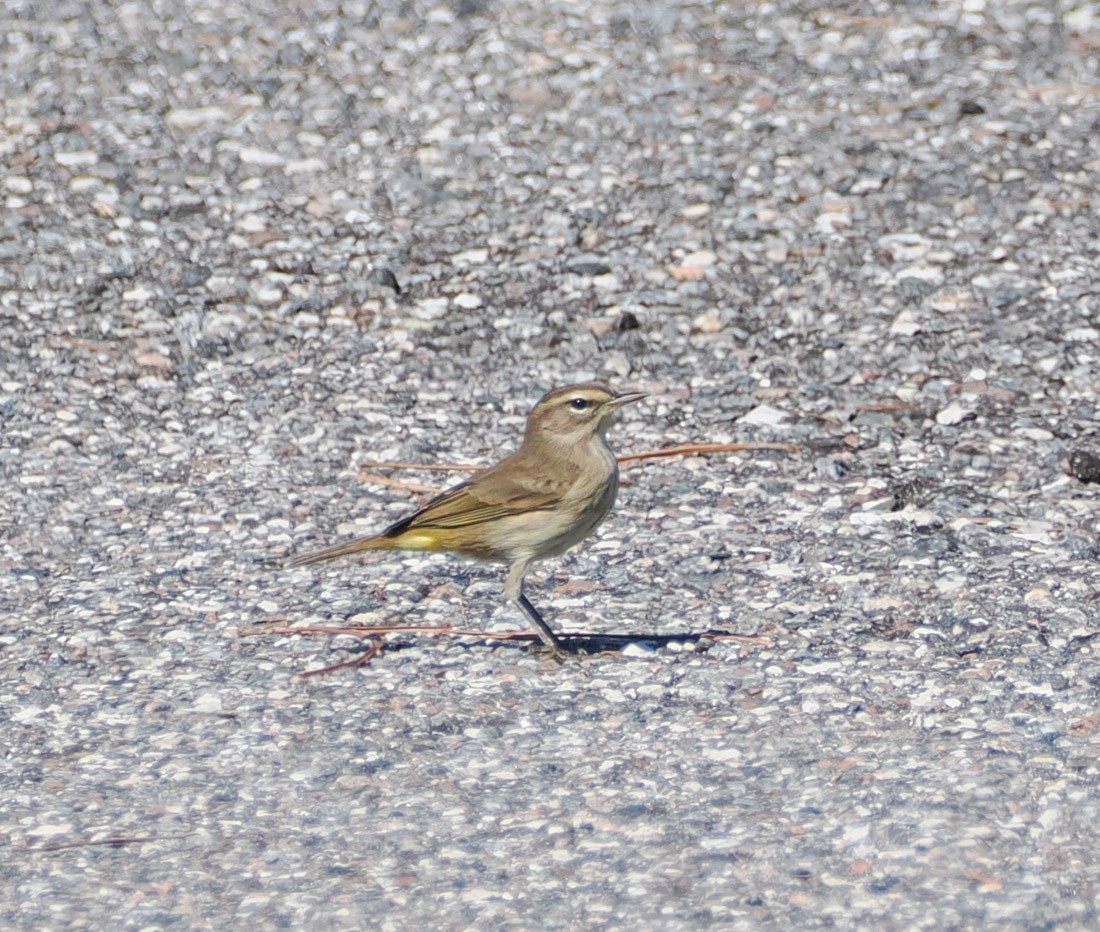 Palmiye Ötleğeni - ML644599845