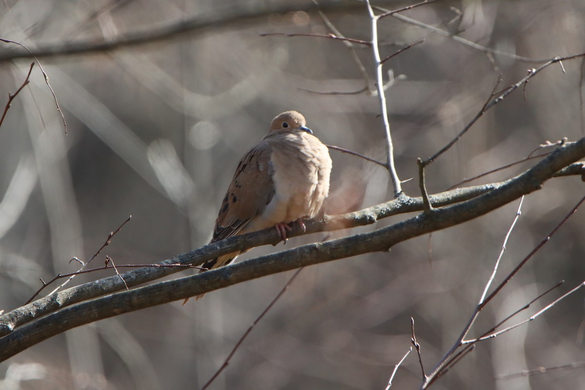 ナゲキバト - ML644599848