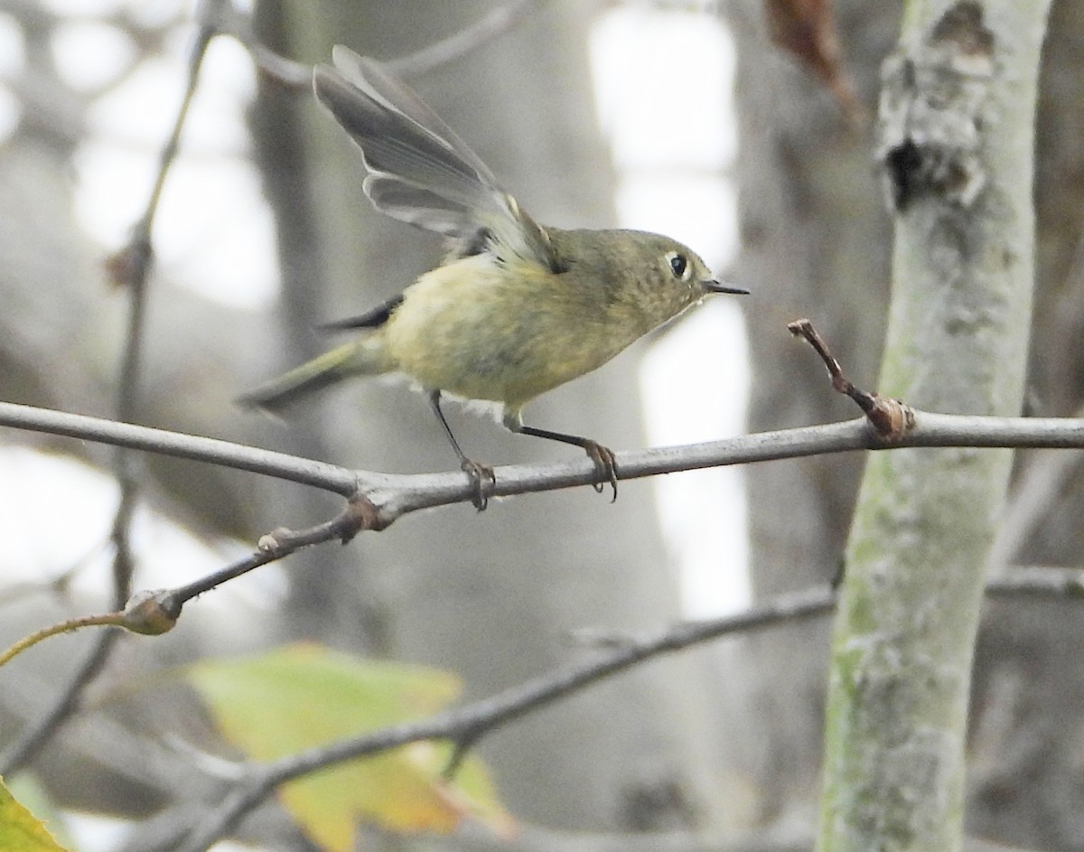 rubinfuglekonge - ML644599850